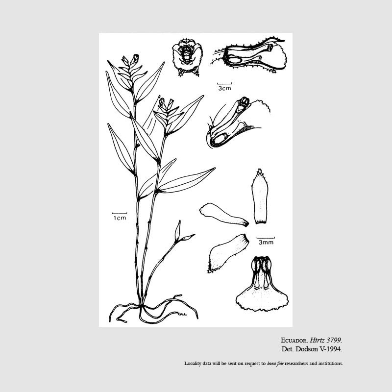 Elleanthus condorensis